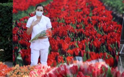 Embajada de Países Bajos, entregó tulipanes a personal médico del IMSS que  atiende pacientes COVID -