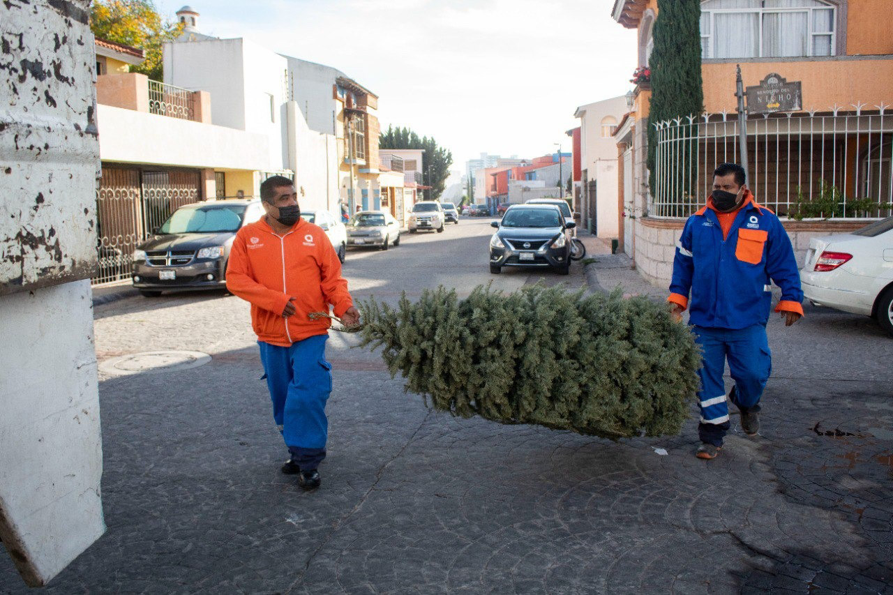 Inicia Municipio de Querétaro recolección de árboles de navidad naturales
