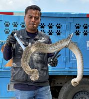 IMPA El Marqués realizó la captura y resguardo de una víbora de cascabel y un cachorro de zorro gris