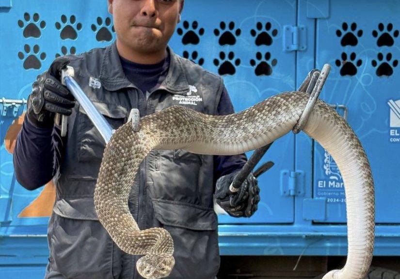 IMPA El Marqués realizó la captura y resguardo de una víbora de cascabel y un cachorro de zorro gris