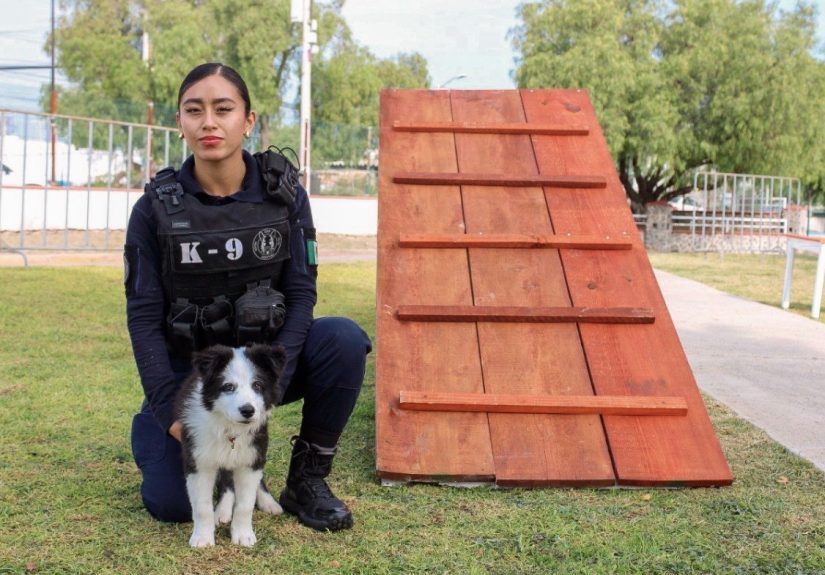 Más de 100 familias participan en Curso Básico de Adiestramiento Canino de la SSPM Corregidora