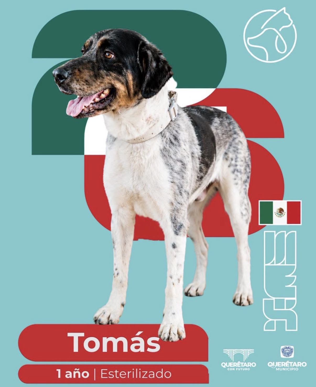 Adopciones de perros aumentan más del 60% en el Municipio de Querétaro: Bienestar Animal