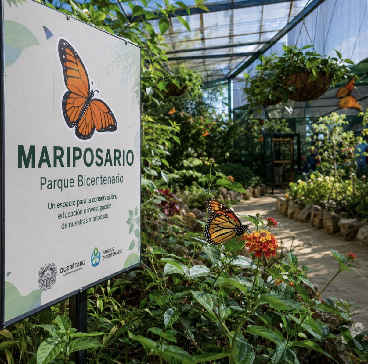 Parque Bicentenario prepara el mariposario más grande del Bajío; prevén abrirlo en enero