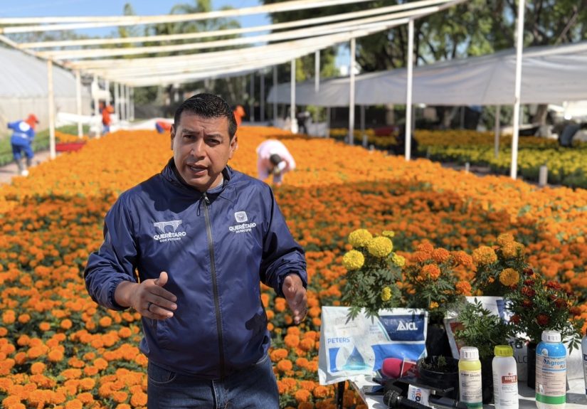 Municipio de Querétaro produce 35 mil flores de cempasúchil para adornar plazas y jardines por Día de Muertos