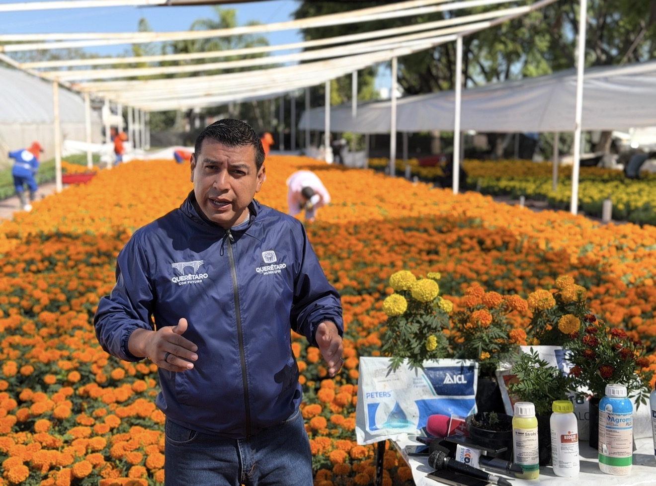 Municipio de Querétaro produce 35 mil flores de cempasúchil para adornar plazas y jardines por Día de Muertos