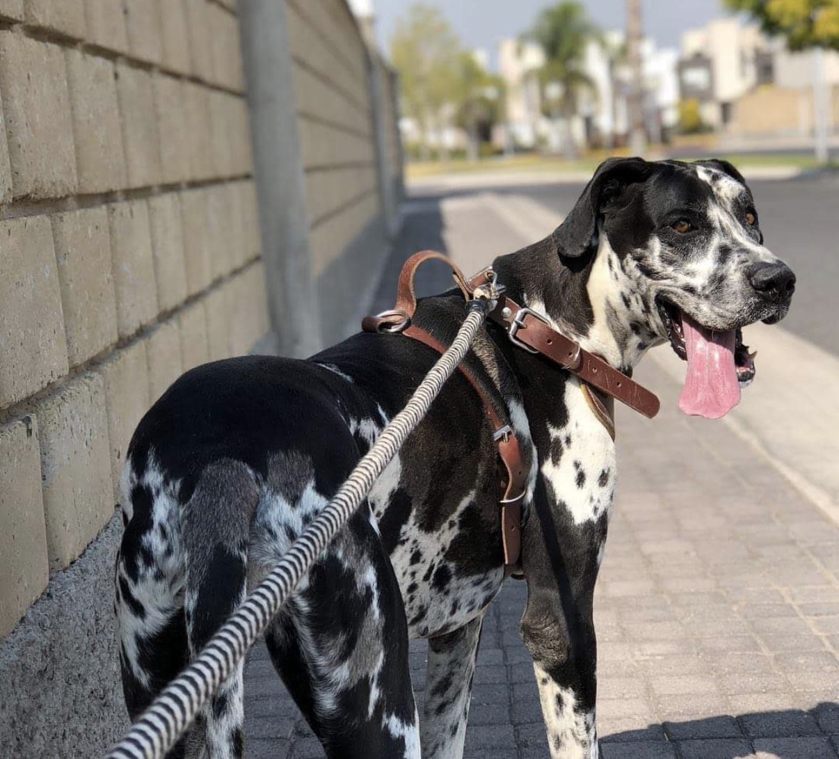 🐾 “Los que dejaron huella”: mascotas serán parte de la Ofrenda Monumental de Día de Muertos en Querétaro